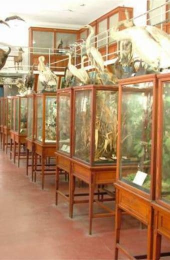 Muzeul Zoologic